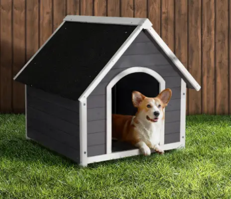 cách huấn luyện chó con