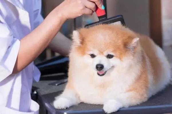 cách huấn luyện chó con