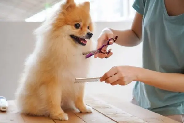 cắt tỉa lông chó