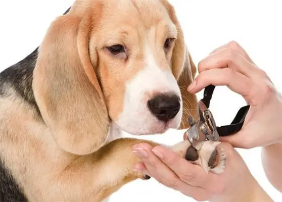 cắt tỉa lông chó