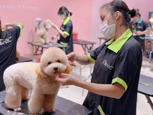 spa mèo gần đây